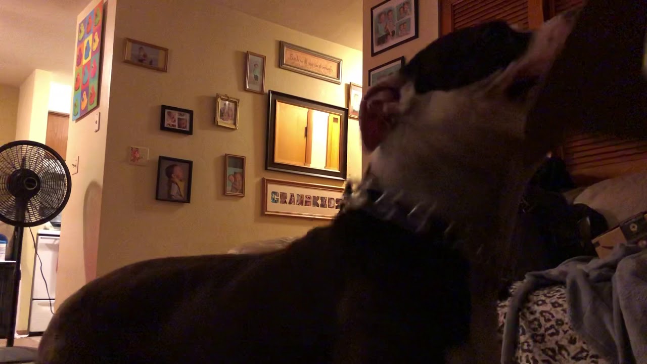 The spy who licked me March barkbox