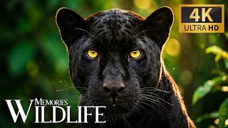 Nature’s Soft Wildlife Memories 4K 🐾 Astonishing Untamed World with Relaxing Piano Soundwaves 🎶 screenshot 1