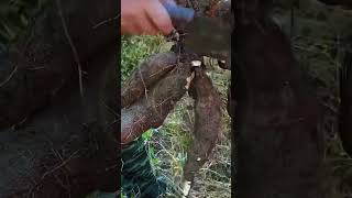 Massive Tuber Separating: Heavy Blade Slicing for Root Crop Processing! 🌿🍠 #farmoratv #nature #asmr