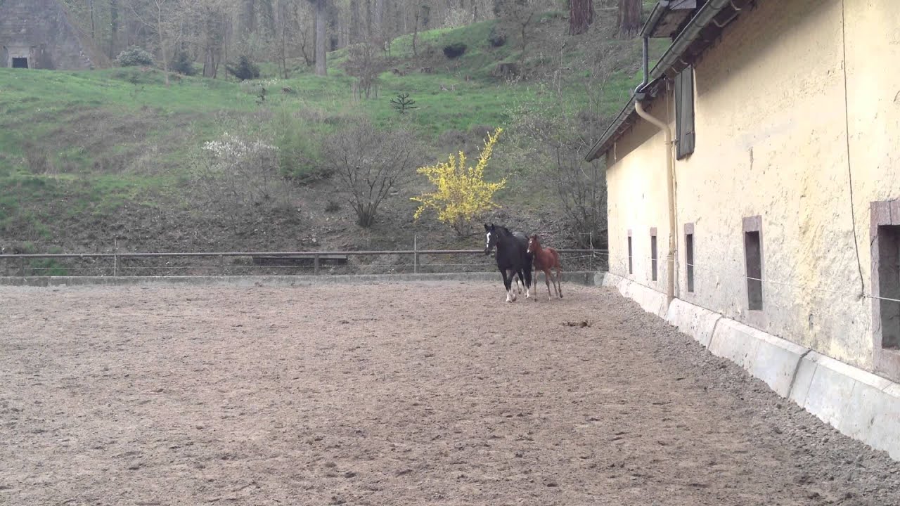 Greta Garbo und ihre beiden Saint Cyr FohlenIMG 1200