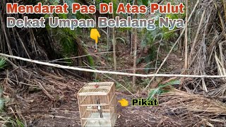 Use Grasshopper Bait and Lure || Stubborn Murai Batu Will Definitely Fall