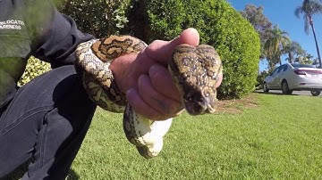 CARPET PYTHON IN TALLAI