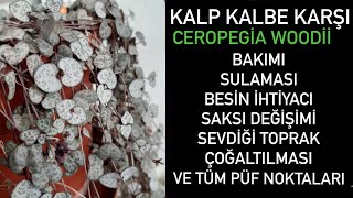 Kalp Kalbe Karşı Çiçeği Hakkında Bilmeniz Gerekenler