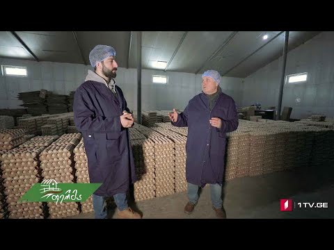 #ფერმა ქართული კვერცხის წარმოება საგარეჯოს მუნიციპალიტეტში