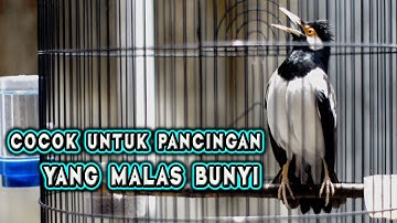JALAK SUREN  GACOR GUNAKAN INI UNTUK PANCINGAN DAN MASTERAN  CEPAT DIRESPON #jalaksurengacor