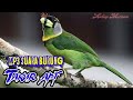 Suara Burung Takur Api Master Kicau Mp3 - Mp4 Download