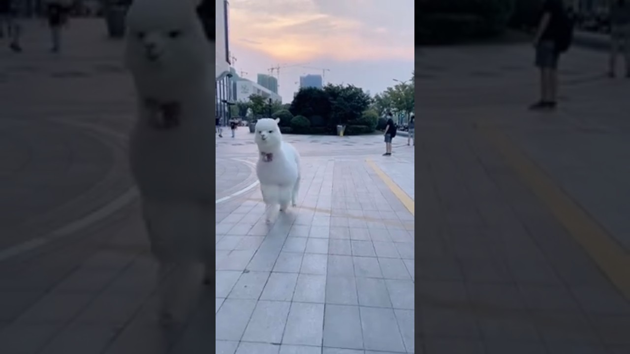 Alpu steps😍|alpca|llama|funny animal|cute animal|alp|