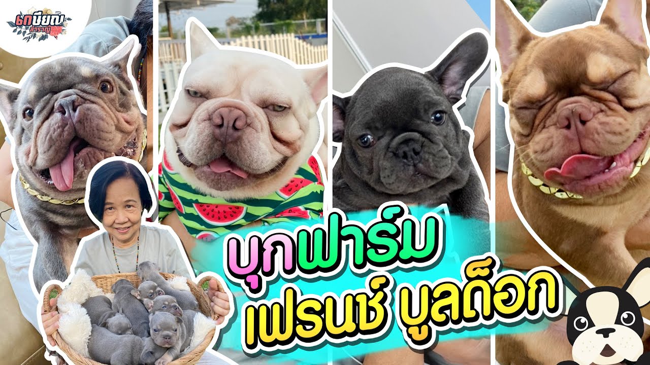 หมา หน้า ย่น พันธุ์ อะไร  Update New  หม่าม้าพาดูฟาร์ม เฟรนช์ บูลด็อก สุนัขที่ใครหลายคนอยากเลี้ยง!! #เกษียณสำราญ