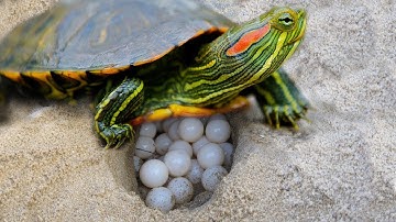 Red Eared Slider Turtle covering her nest and laying egg