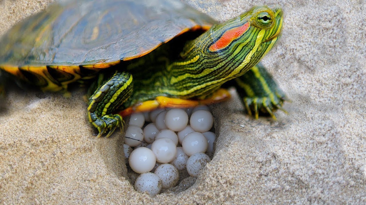 Red Eared Slider Turtle Covering Her Nest And Laying Egg Baby Turtle Hatching Youtube,Weeping Willow Tattoo