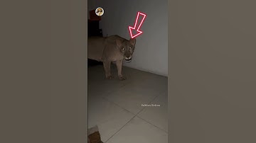 Two wild tiger in this boy