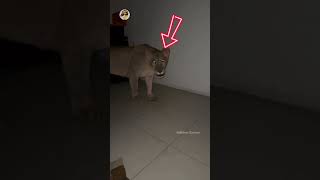 Two Wild Tiger In This Boys House