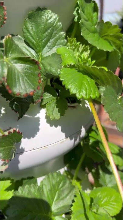 Tips for Pruning your Strawberry Plants #shorts