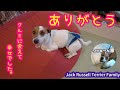 【観覧注意】Vlog#05　最後まで頑張ったクルミ。【ジャックラッセルテリア】【多頭飼い】