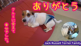 【観覧注意】Vlog#05　最後まで頑張ったクルミ。【ジャックラッセルテリア】【多頭飼い】