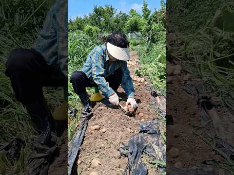 부산강서구봉림동 서낙동강변(감사합니다)