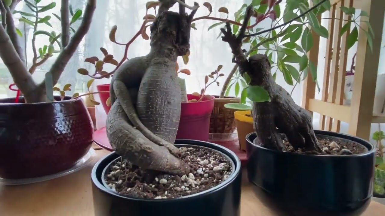 $2 IKEA Bonsai update FICUS MICROCARPA GINSENG