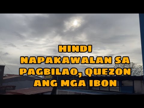 HUMANAP NG MAGANDANG PAG PAPAKAWALAAN ANG PHA |Reggie Cruz Loft & Aviary #pigeon #birds