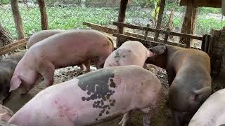 How to place of Pig living