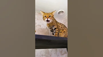 Попытка приручить саванну Олафа! 😸 Лайфхак против шипения