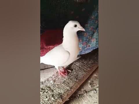 kalanka tippler breeding pair #biswaspigeon #birds #andhrapradesh # ...