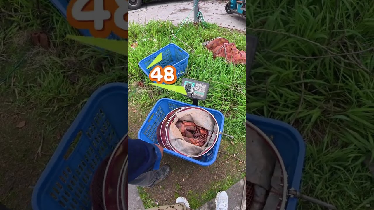 198狂拔121斤鲈鱼，屌丝的价格，炮坑的体验。魔都路亚黑坑新模式初体验。#钓鱼才是抖音运动顶流 #黑坑鲈鱼 #钓鱼人 #路亚鲈鱼 #钓鱼