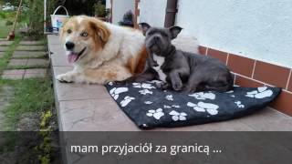 Staffordshire Bull Terrier - Bruce Pierwszy Rok