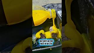PVA + corn juice = SIGURAN GRIZ