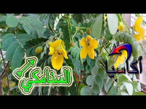 الفرق بين السنامكي والاكاسيا  