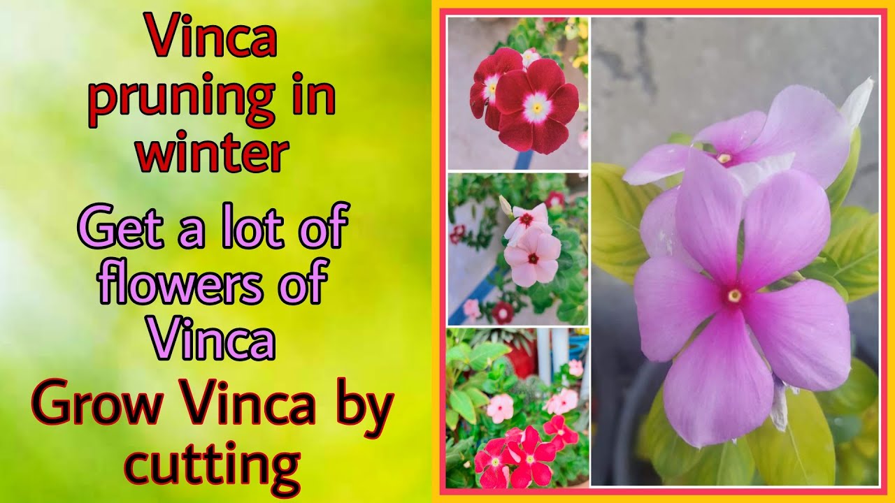 Make Vinca bushy by pruning / Grow Vinca or Sadabahar by cutting YouTube