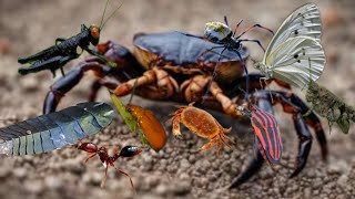 found giant firefly larvae