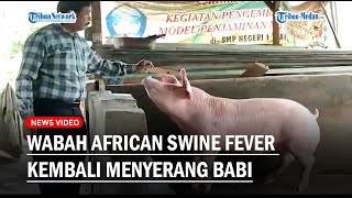 Wabah African Swine Fever Kembali Menyerang Babi, Peternak Diminta Tingkatkan Kewaspadaaan
