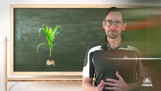 Yellow, Stunted Corn on Field Edges Here's the Science Behind It | Crop Doctorate