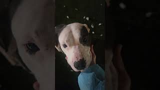 Download Lagu Meet timestamped Apollo MP3