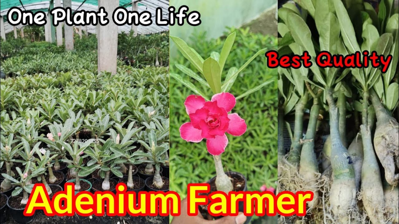 ADENIUM NURSERY!CHEAPEST ADENIUM PLANT SALE.HOME