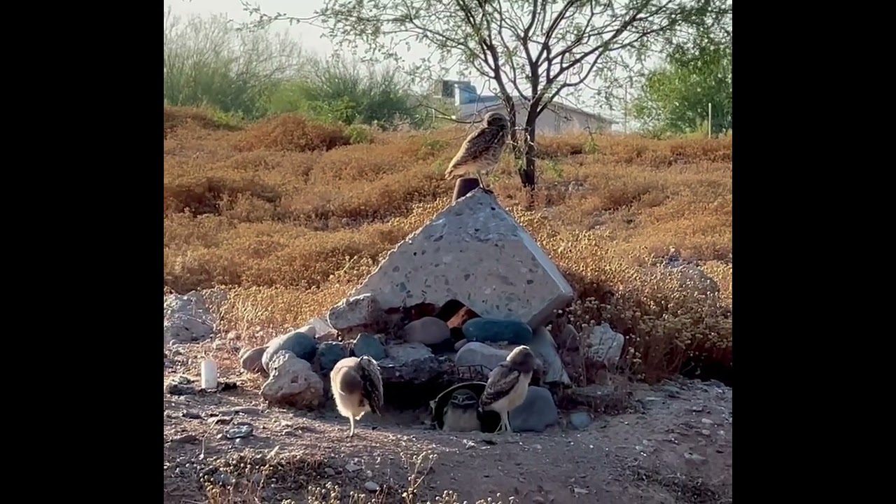 Adorable Baby Burrowing Owls
