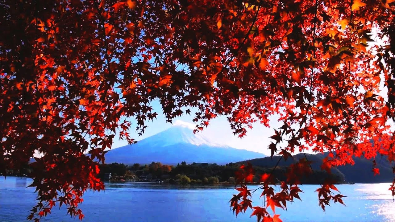 絶景の河口湖 紅葉トンネルと富士山見ごろ Youtube