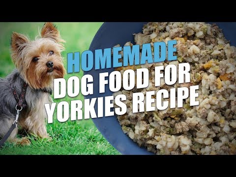 Video: Hoe Yorkshire Terriers Te Voeren
