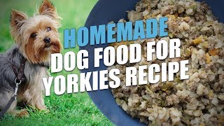 best food for morkie puppy
