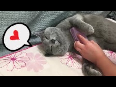 カワイイ 赤ちゃん猫に対する優しい反応がかわいいロシアンブルー Youtube