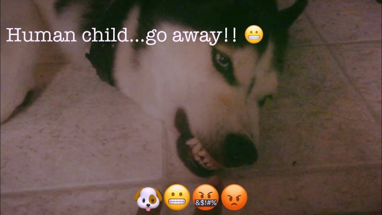 Growling Husky Tries to Bite!! (Human child go away!!!)