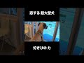 恋する超大型犬!やっと好きな人に会えた #shrots
