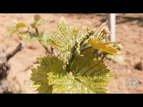 新种植的葡萄树 长出来花序了 花序到底应该留不留 Youtube 新种植的葡萄树 长出来花序了 花序到底应该留不留 Youtube