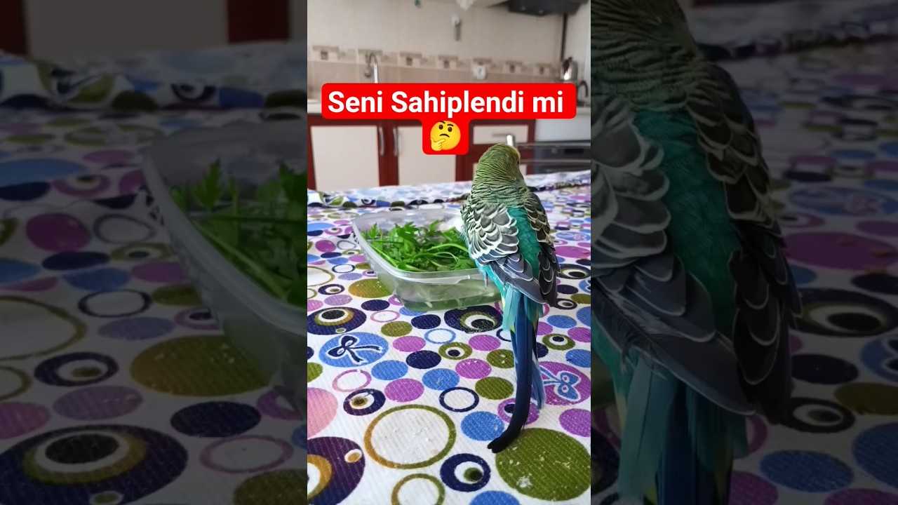 Bu Hareket Kuşun Seni Sahiplendiğini Gösterir! 🐦❤️#MuhabbetKuşu#KuşSahiplenmesi#KuşSevgisi#EvcilKuş