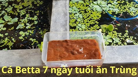 CÁ BỘT 7 NGÀY TUỔI TẬP ĂN TRÙNG - PHẦN 2