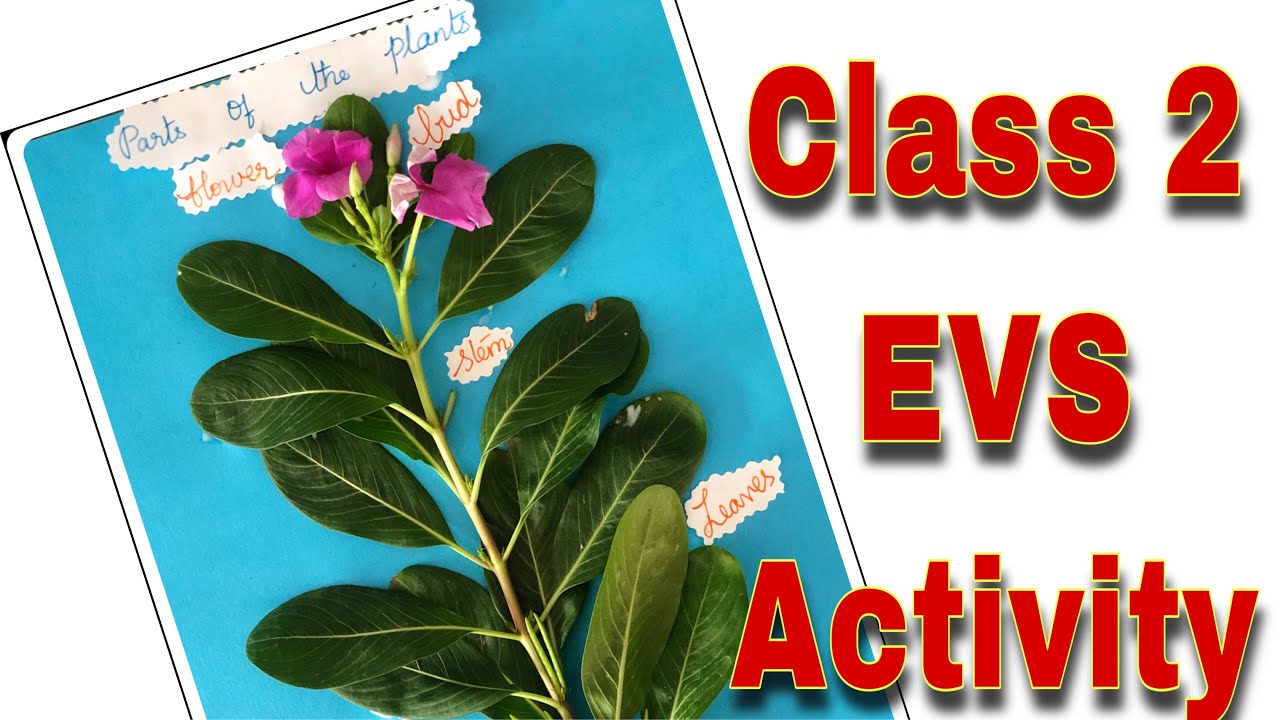 Parts of a plant with real plant/school project/School chart work/ by