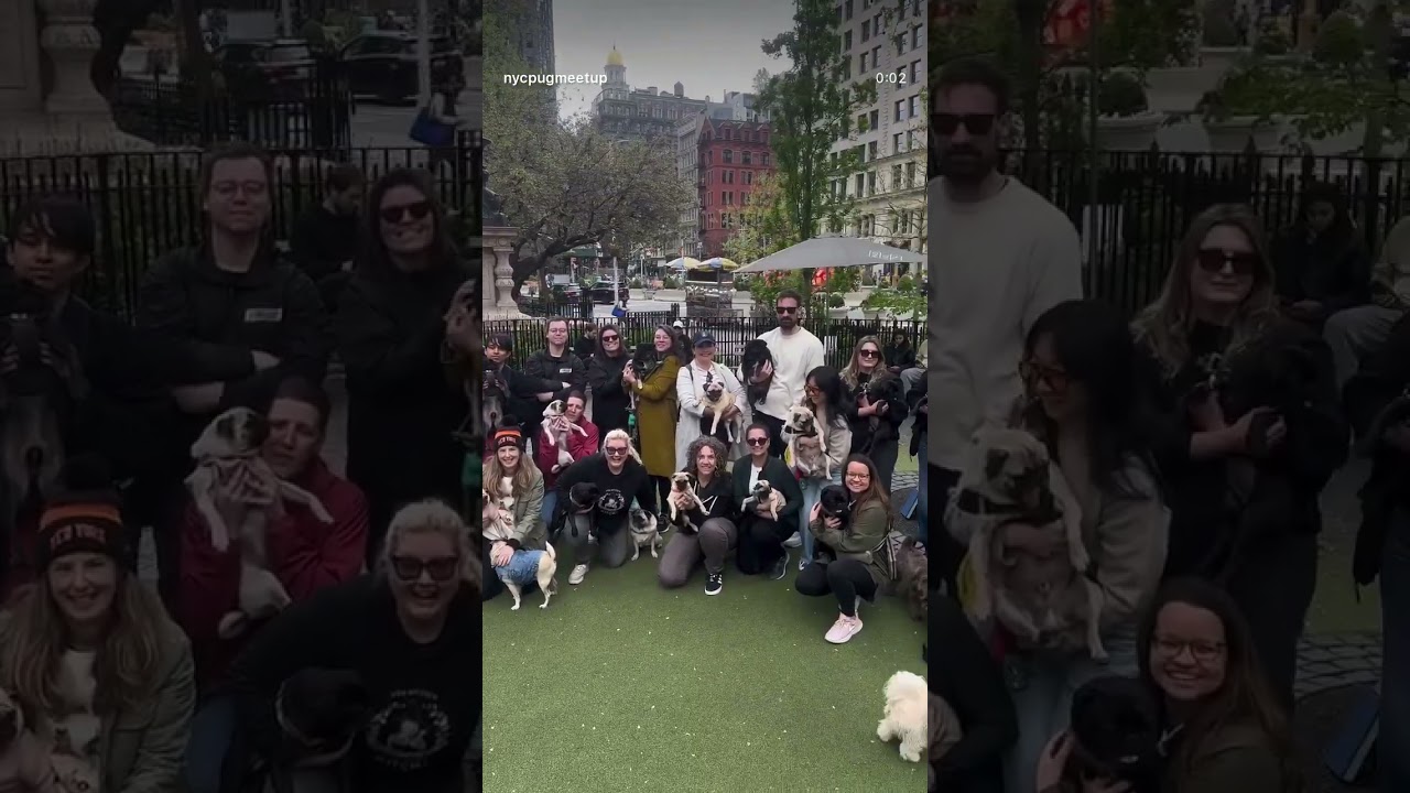 NYC Pug Meet Up - April 27th, 2025 