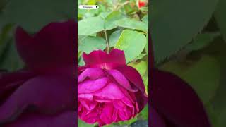 #gül #rose #gülbahçesi #bahar #bahçe #günaydın #goodmorning #yenigün