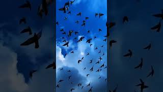 Download Lagu Awakening MusicMaher Zain \u0026 Harris J - Qalbi Fil Madinah | Official Lyric Video ... MP3