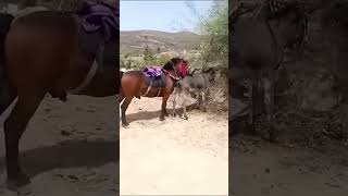 🐴 Horse and Donkey Breeding Process#AnimalBreeding #HorseBreeding #DonkeyBreeding #Mule #HorseMating